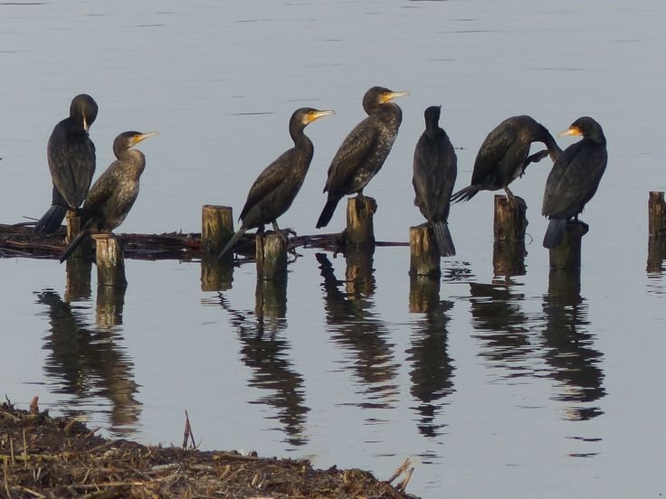 Young Birder Award & Conservation Grants (American Birding Association)
